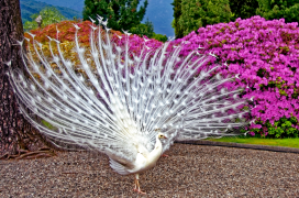 burung-merak 43 senarai